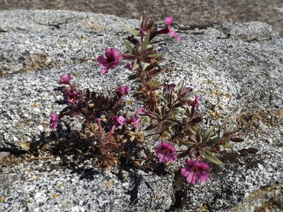 Diplacus graniticola, photographed by Amy