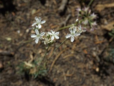 Eremogone congesta, photographed by Amy