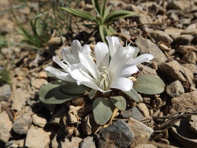Lewisia kelloggii, photographed by Amy