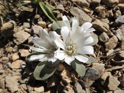 Lewisia kelloggii, photographed by Amy