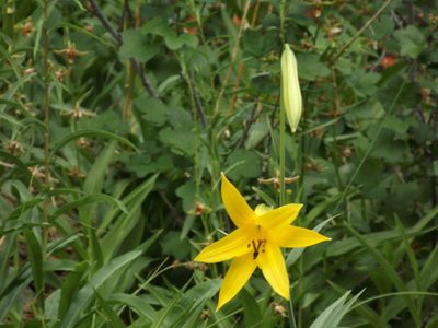 Lilium parryi, photographed by Amy