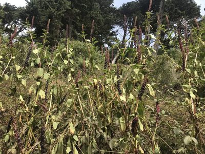 Phytolacca heterotepala, photographed by lemonsnapp