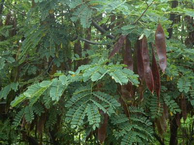Hesperalbizia occidentalis, photographed by Juan Carlos Fonseca Mata