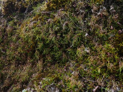 Selaginella oregana, photographed by Kirill Ignatyev