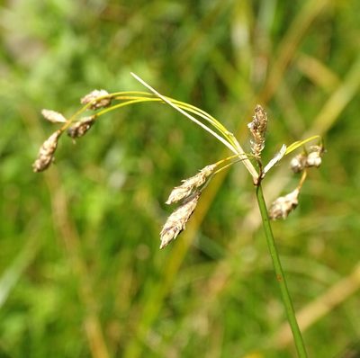 Schoenoplectus heterochaetus, photographed by Shirley Zundell