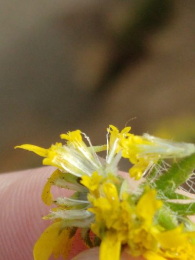 Centromadia parryi, photographed by rockybajada