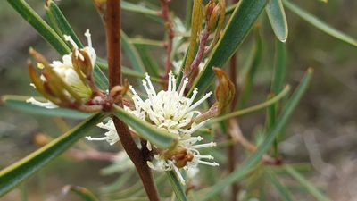 Hakea carinata, photographed by Andrew Thornhill