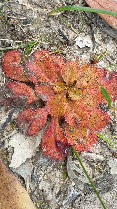 Drosera praefolia, photographed by Andrew Thornhill
