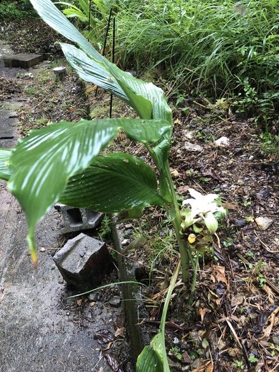 Curcuma longa, photographed by Takaaki Hattori
