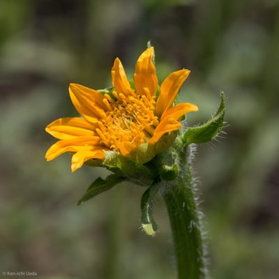 Tithonia thurberi, photographed by Ken-ichi Ueda