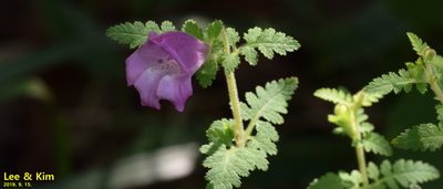Phtheirospermum japonicum, photographed by Kim, Hyun-tae