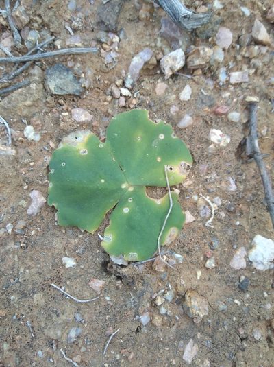 Oxalis magnifolia, photographed by Brian du Preez