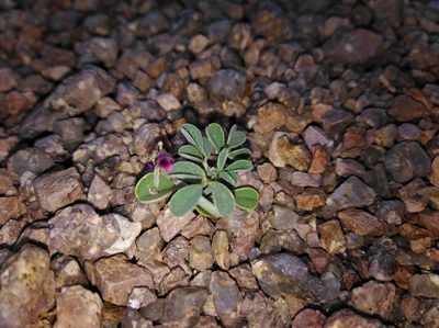 Indigofera barkeri, photographed by Brian du Preez