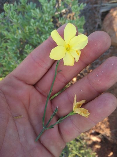 Menodora juncea, photographed by Brian du Preez