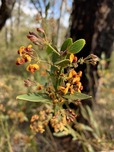 Daviesia corymbosa, photographed by Guy Taseski