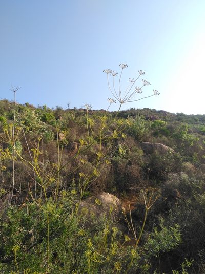 Anginon verticillatum, photographed by Brian du Preez