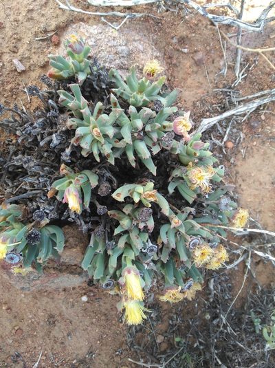 Cheiridopsis velox, photographed by Brian du Preez