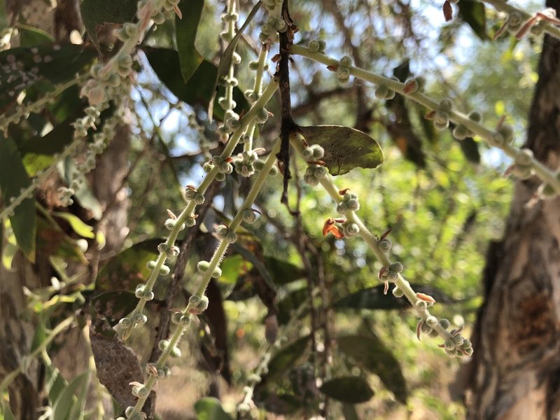 Melaleuca dealbata, photographed by elawrey