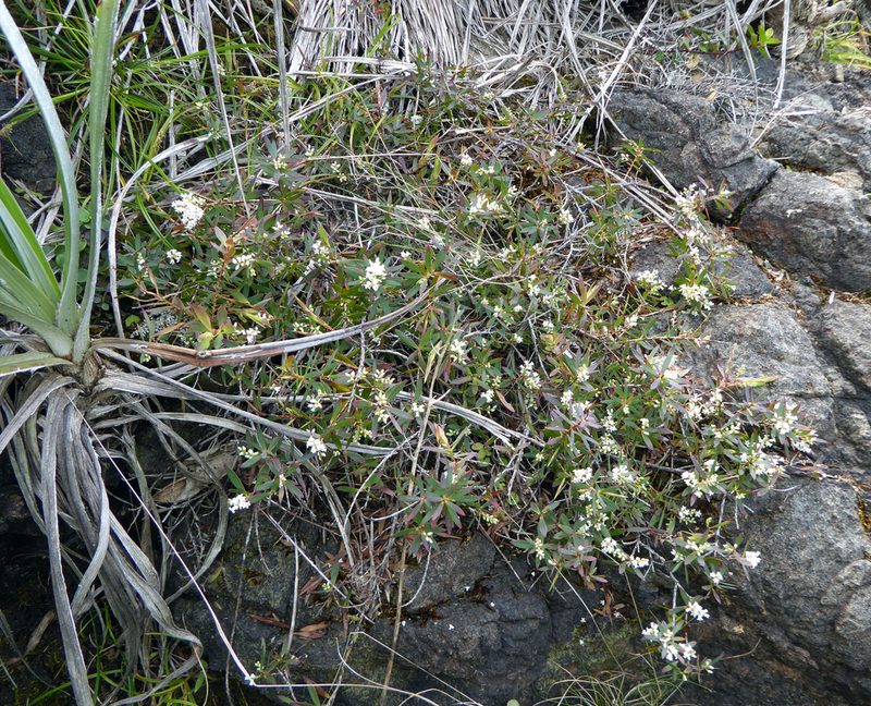 Leucopogon xerampelinus, photographed by Peter de Lange