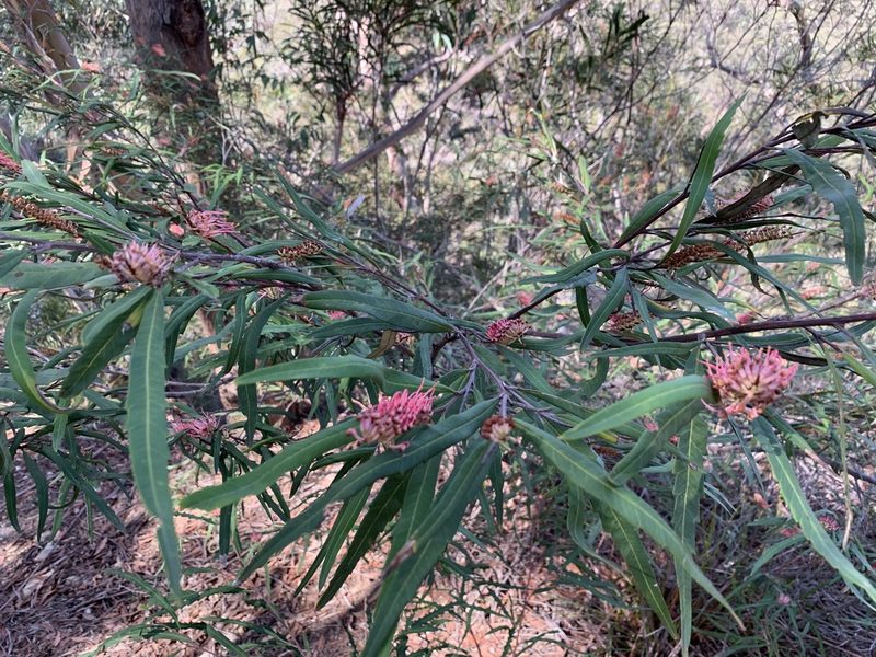Grevillea longifolia, photographed by Guy Taseski