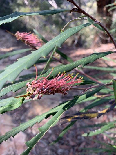 Grevillea longifolia, photographed by Guy Taseski