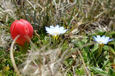 Gentianella rupicola, photographed by Wolfgang Jauch