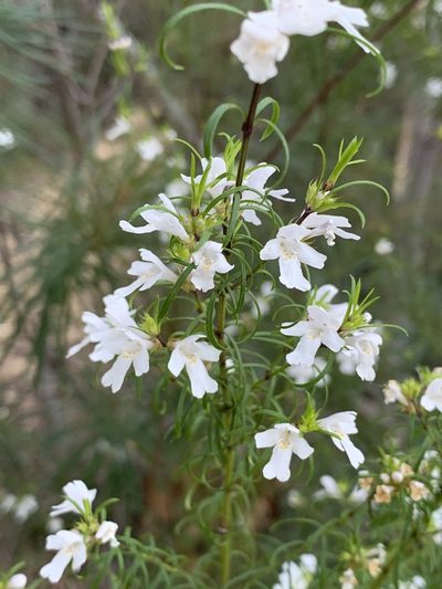 Westringia longifolia, photographed by Guy Taseski