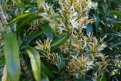 Dracaena angustifolia, photographed by John Barkla