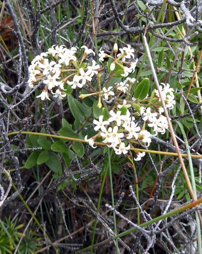 Parsonsia praeruptis, photographed by Peter de Lange