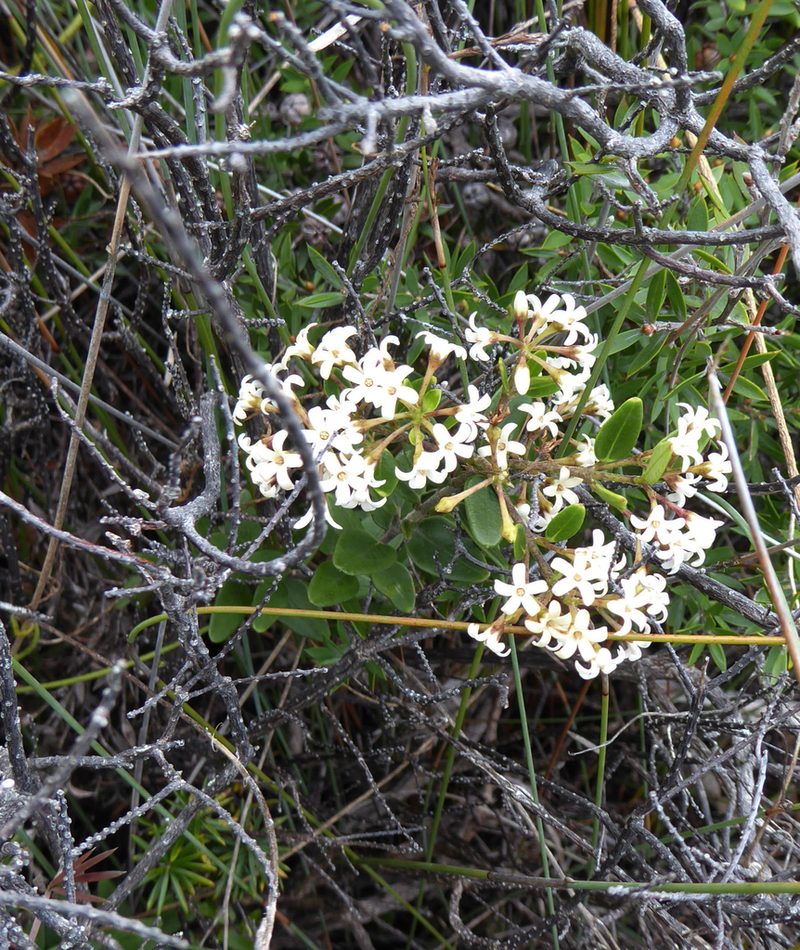 Parsonsia praeruptis, photographed by Peter de Lange