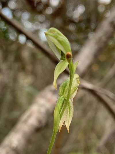 Pterostylis longifolia, photographed by Guy Taseski