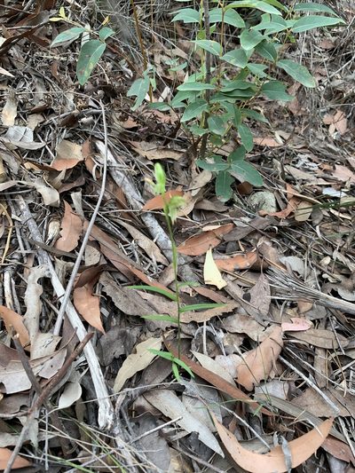 Pterostylis longifolia, photographed by Guy Taseski