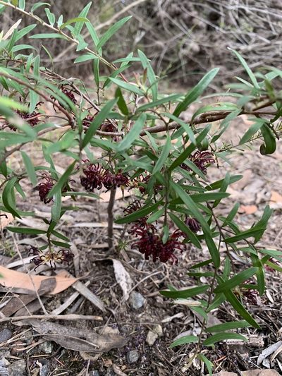 Grevillea diffusa, photographed by Guy Taseski