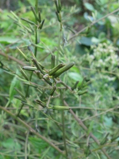 Nabalus tatarinowii, photographed by Repina Tatyana