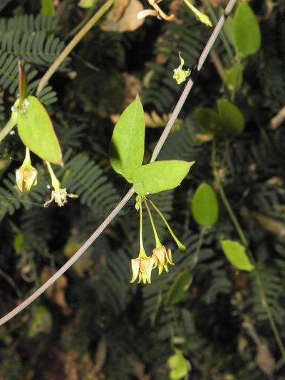 Pentatropis capensis, photographed by S.MORE