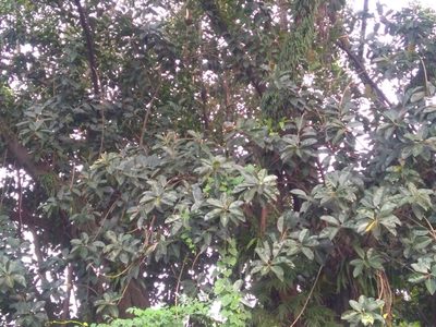 Ficus elastica, photographed by Mittal Gala