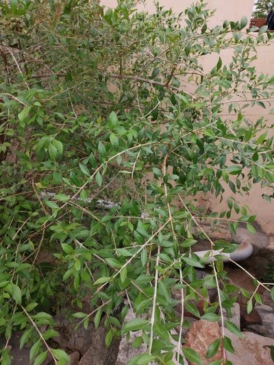 Lawsonia inermis, photographed by Amar Bharathy