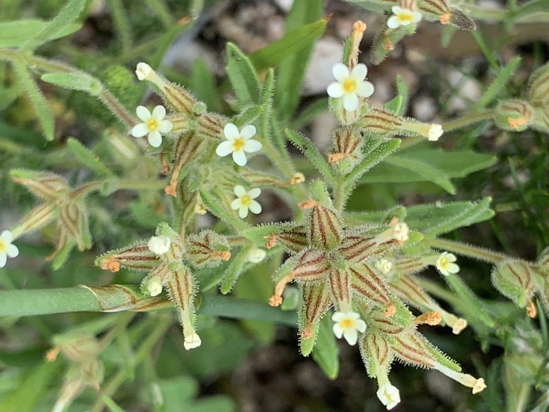 Polycarena silenoides, photographed by Matthew Fainman