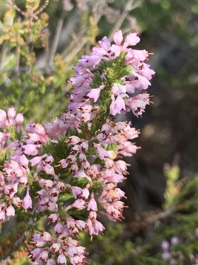 Erica paniculata, photographed by Matthew Fainman