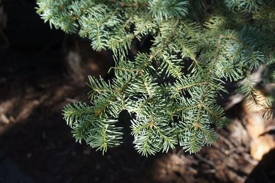 Abies magnifica, photographed by Henggang Cui