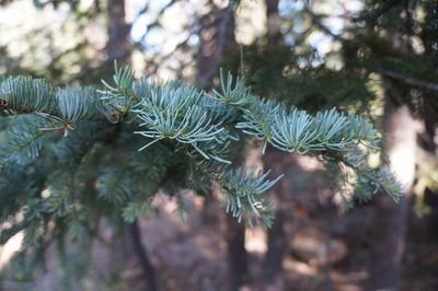 Abies magnifica, photographed by Henggang Cui