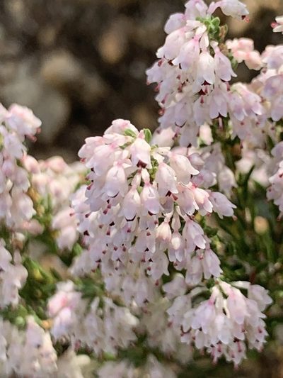 Erica paniculata, photographed by Matthew Fainman