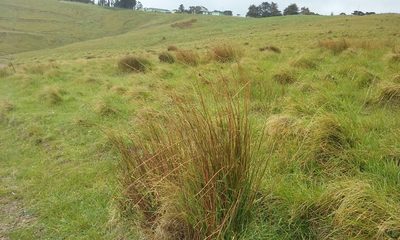 Juncus distegus, photographed by Colin Meurk