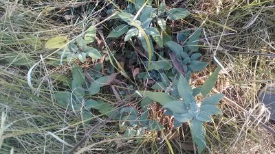 Salvia tomentosa, photographed by Михаил Орлов
