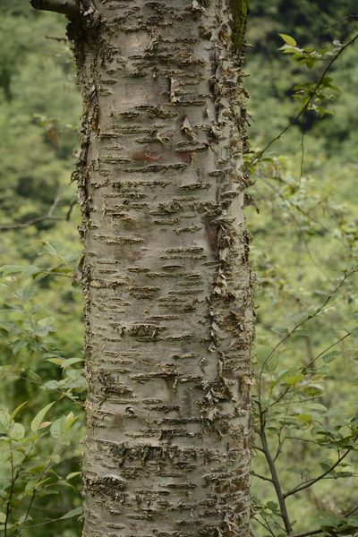 Betula alnoides, photographed by Siddarth Machado