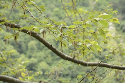 Betula alnoides, photographed by Siddarth Machado