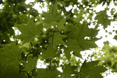 Acer cappadocicum, photographed by Siddarth Machado