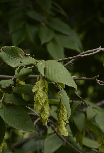 Carpinus faginea, photographed by Siddarth Machado
