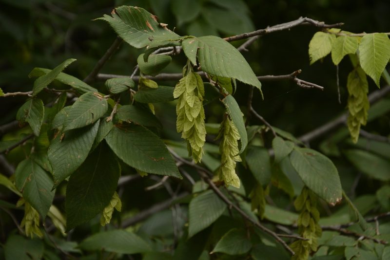Carpinus faginea, photographed by Siddarth Machado