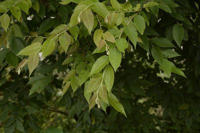 Carpinus faginea, photographed by Siddarth Machado